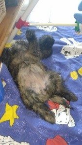 chiot cairn terrier femelle
