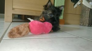 chiot cairn terrier femelle