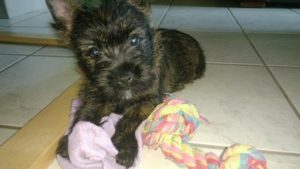 chiot cairn terrier femelle