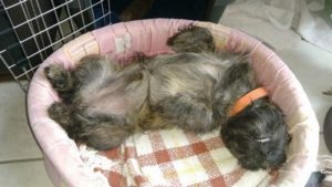 chiot cairn terrier femelle