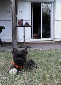 chiot cairn terrier femelle