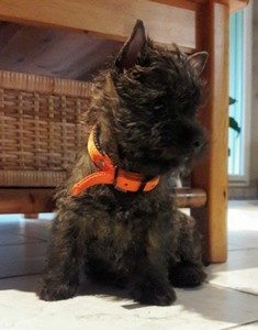 chiot cairn terrier femelle