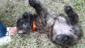 chiot cairn terrier femelle