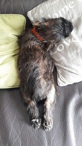 chiot cairn terrier femelle