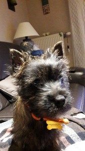 chiot cairn terrier femelle