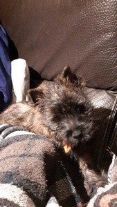 chiot cairn terrier femelle
