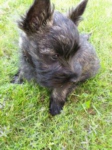 chiot cairn terrier male