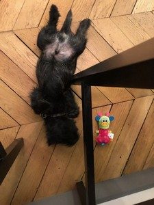 chiot cairn terrier male