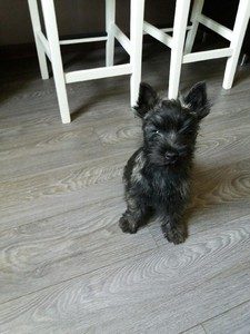 chiot cairn terrier male
