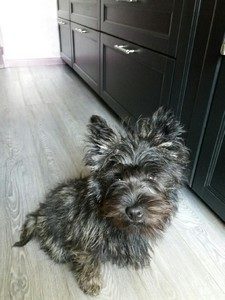 chiot cairn terrier male