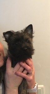 cairn terrier femelle