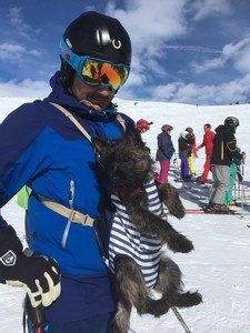 cairn terrier femelle