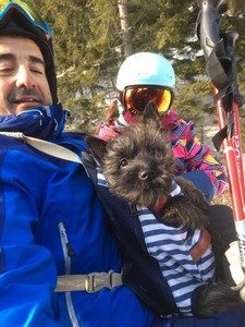 cairn terrier femelle