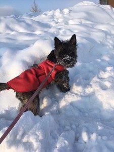 cairn terrier femelle