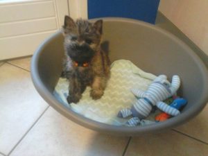 chiot cairn terrier male