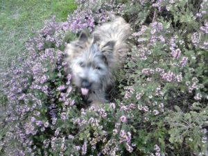 chiot cairn terrier male