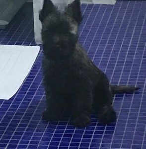 chiot cairn terrier