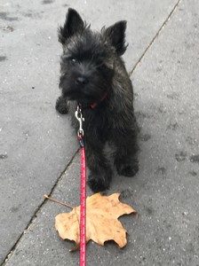 chiot cairn terrier