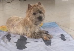 male cairn terrier