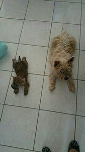 chiot cairn terrier femelle