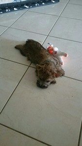 chiot cairn terrier femelle