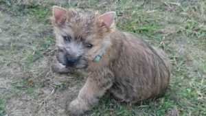 chiot cairn terrier femelle