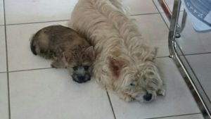 chiot cairn terrier femelle