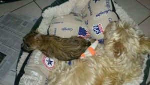chiot cairn terrier femelle