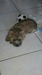 chiot cairn terrier femelle