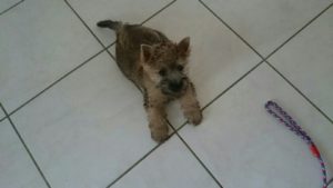 chiot cairn terrier femelle