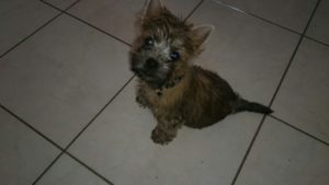 chiot cairn terrier femelle