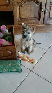 chiot cairn terrier femelle