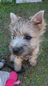 chiot cairn terrier femelle