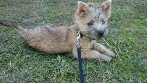 chiot cairn terrier femelle