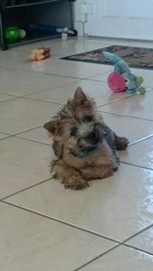 chiot cairn terrier femelle