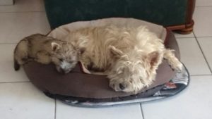 chiot cairn terrier femelle