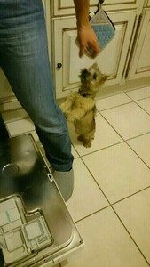 chiot cairn terrier femelle