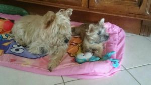 chiot cairn terrier femelle