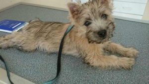 chiot cairn terrier femelle