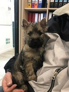 femelle cairn terrier