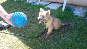 chiot cairn terrier femelle