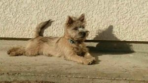 chiot cairn terrier femelle