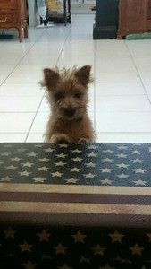 chiot cairn terrier femelle