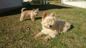 chiot cairn terrier femelle