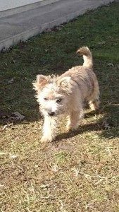 chiot cairn terrier femelle