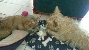 chiot cairn terrier femelle