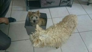 chiot cairn terrier femelle