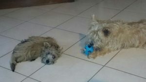 chiot cairn terrier femelle