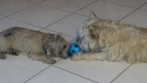 chiot cairn terrier femelle