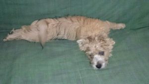 chiot cairn terrier femelle